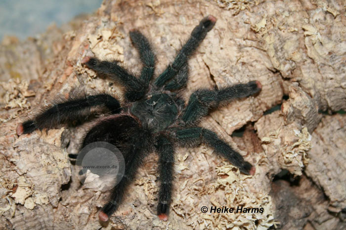 Avicularia geroldi