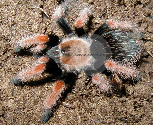 Brachypelma boehmi