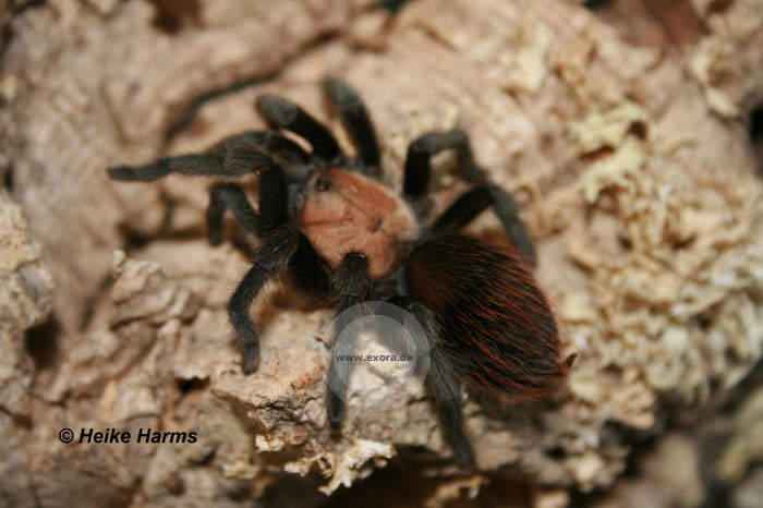 Brachypelma ruhnaui