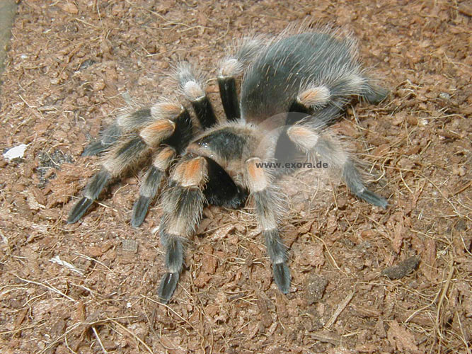 Brachypelma smithi