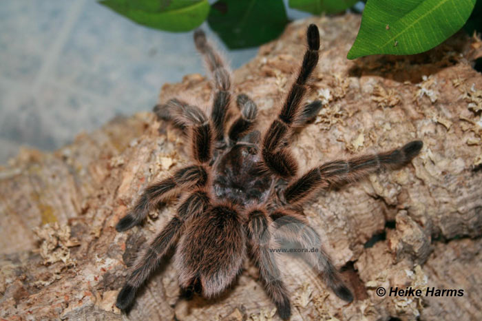 Grammostola porteri