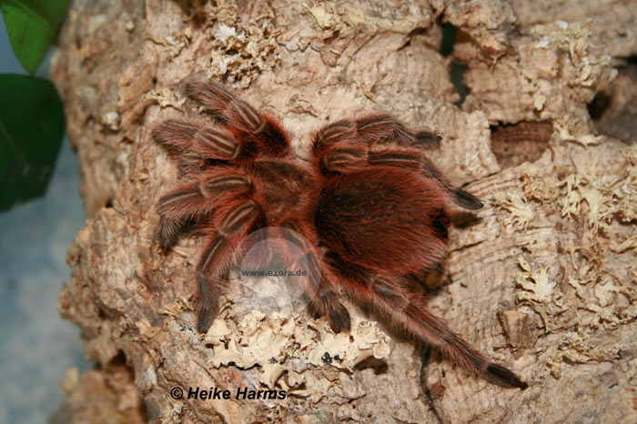 Grammostola rosea